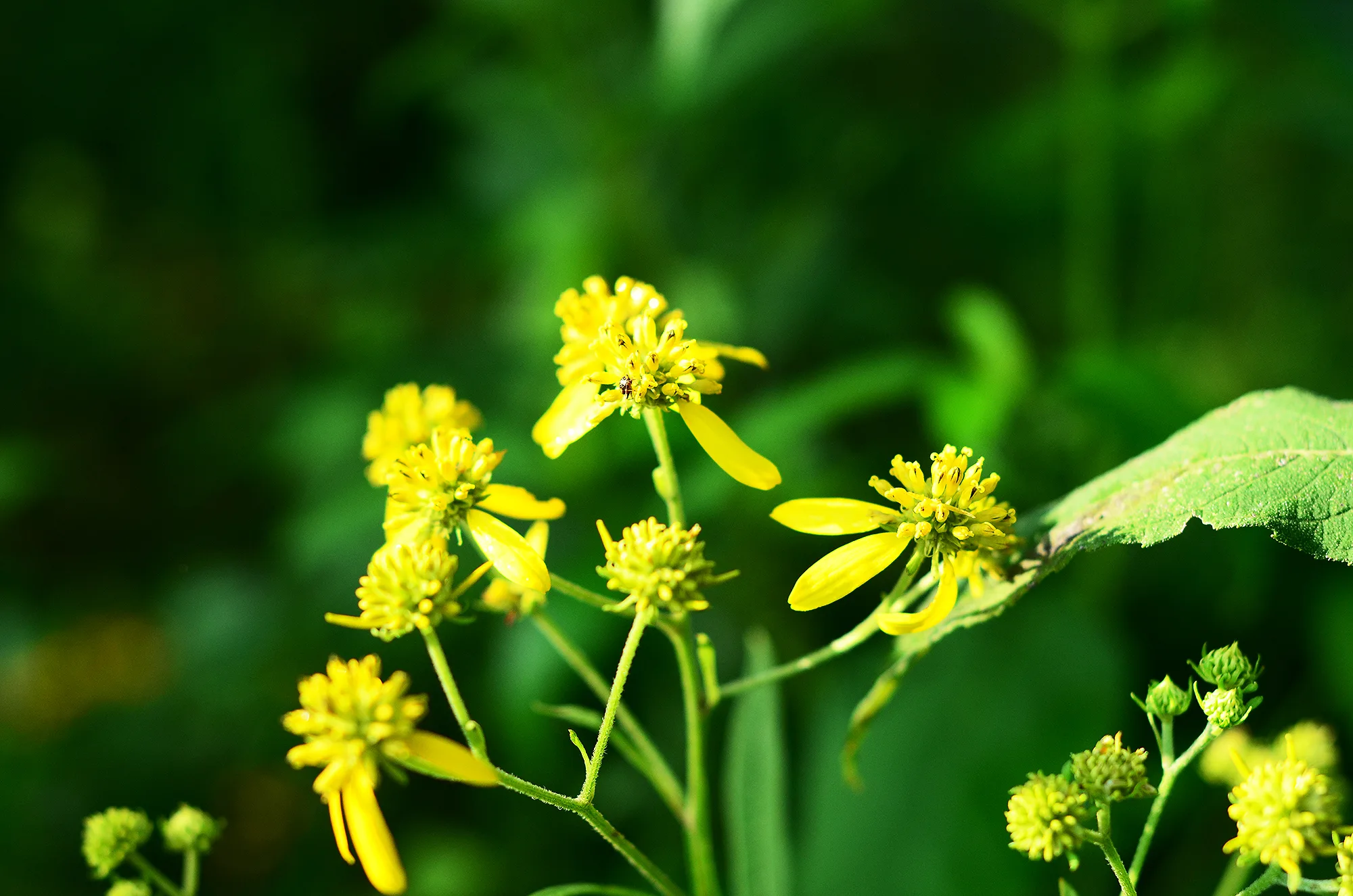 Ironweed, Yellow - Image 2