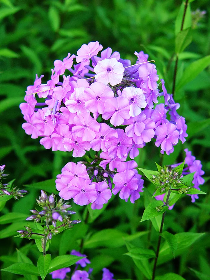 Phlox, Summer - Image 4