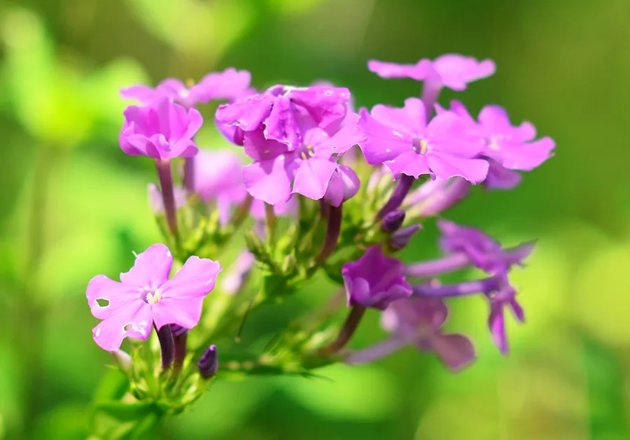 Phlox, Summer - Image 3