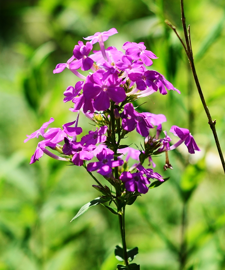 Summer Phlox
