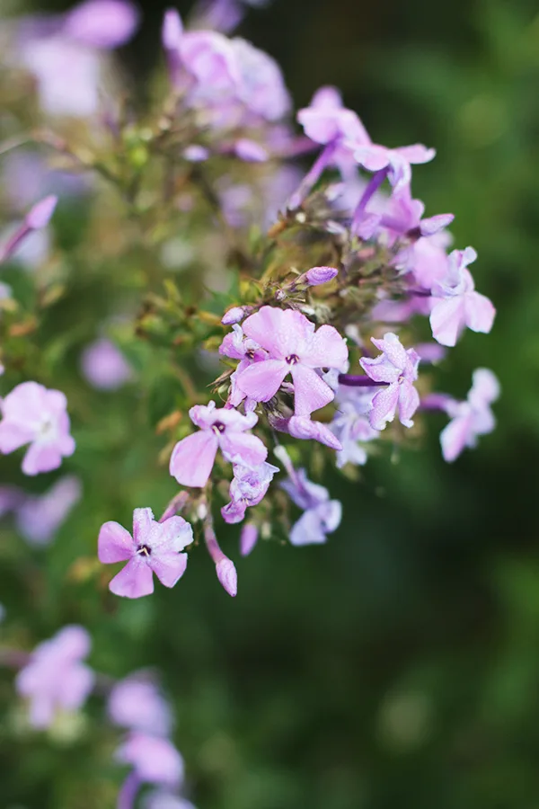 Summer Phlox