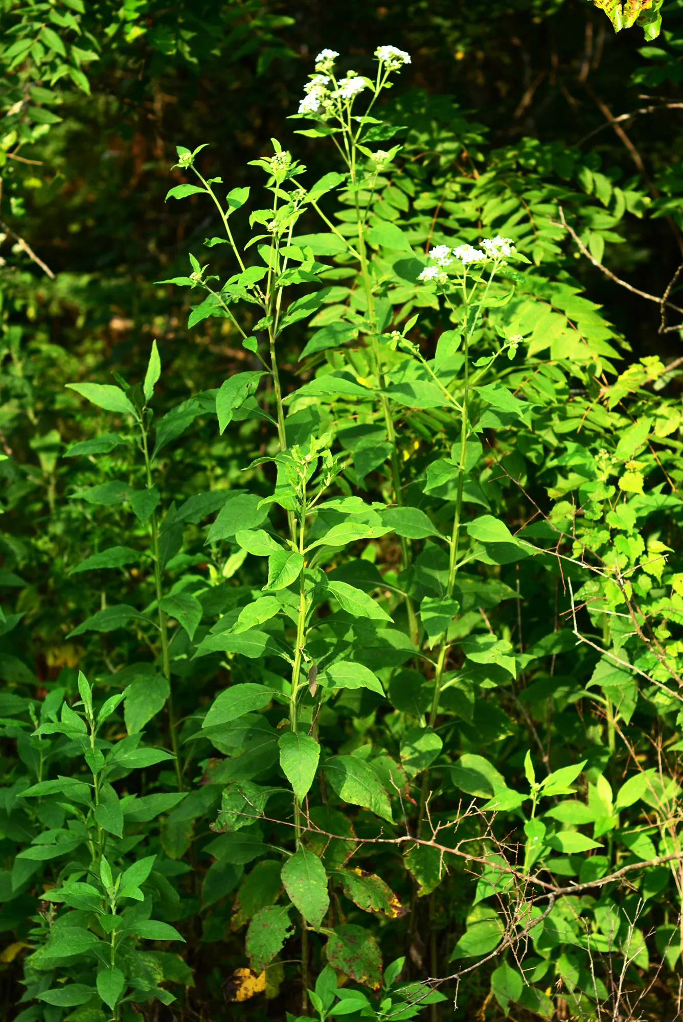 Wingstem, White - Image 4