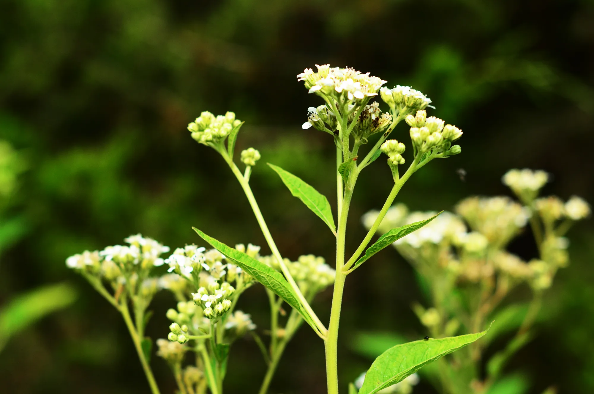 Wingstem, White - Image 2
