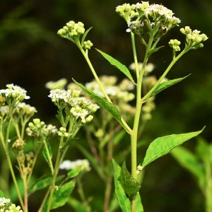 White Wingstem