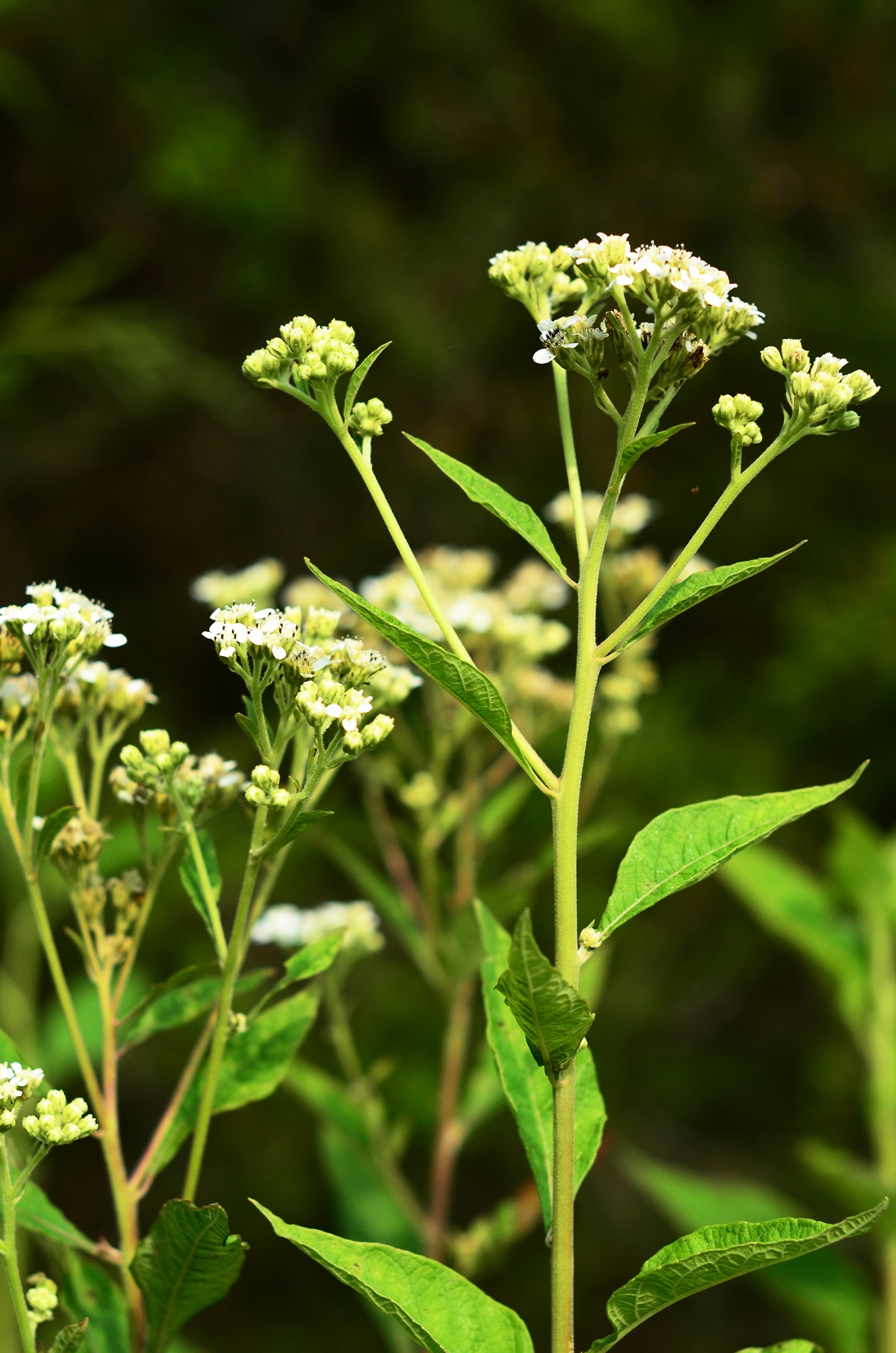 White Wingstem