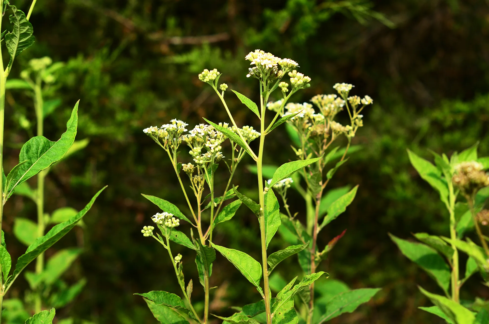 Wingstem, White - Image 3