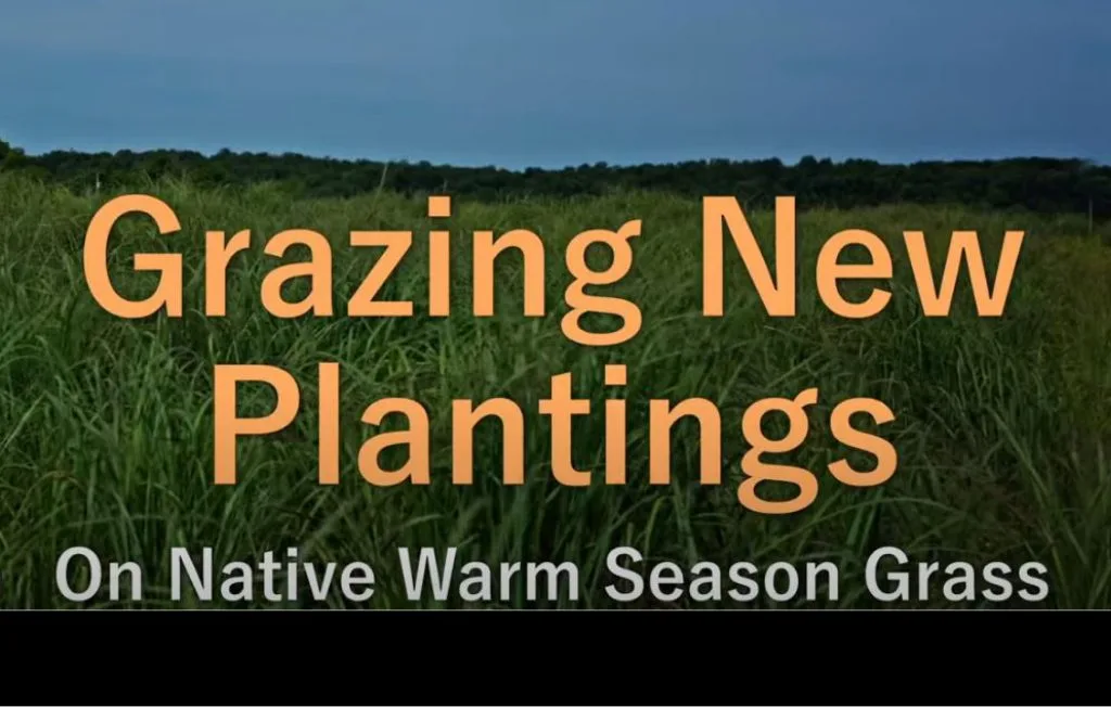 Grazing New Plantings of NWSG