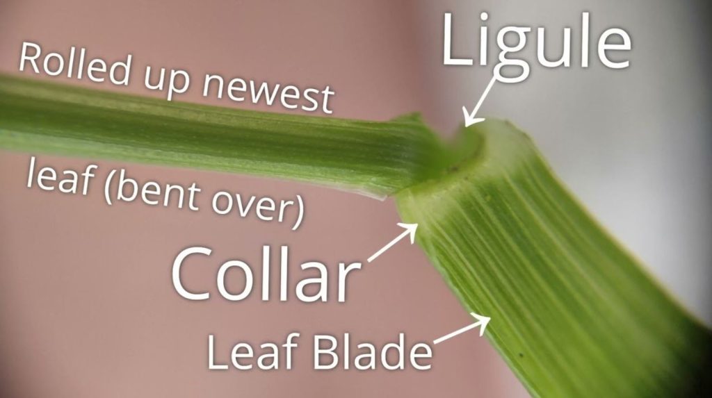Identifying a Wild Rye Seedling