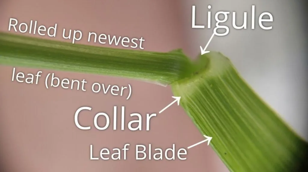 Identifying a Wild Rye Seedling