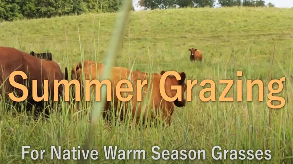Summer Grazing