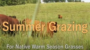 Summer Grazing