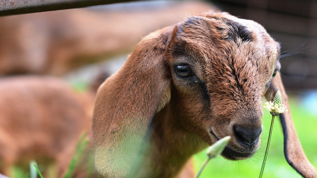 Goats as Brush Control