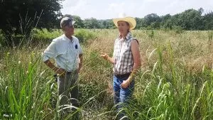 Overseeding Natives NO Herbicides