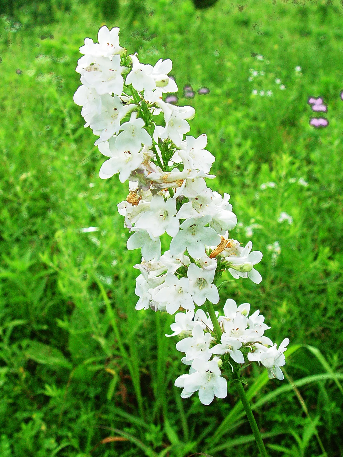 Beardtongue, Prairie - Image 4