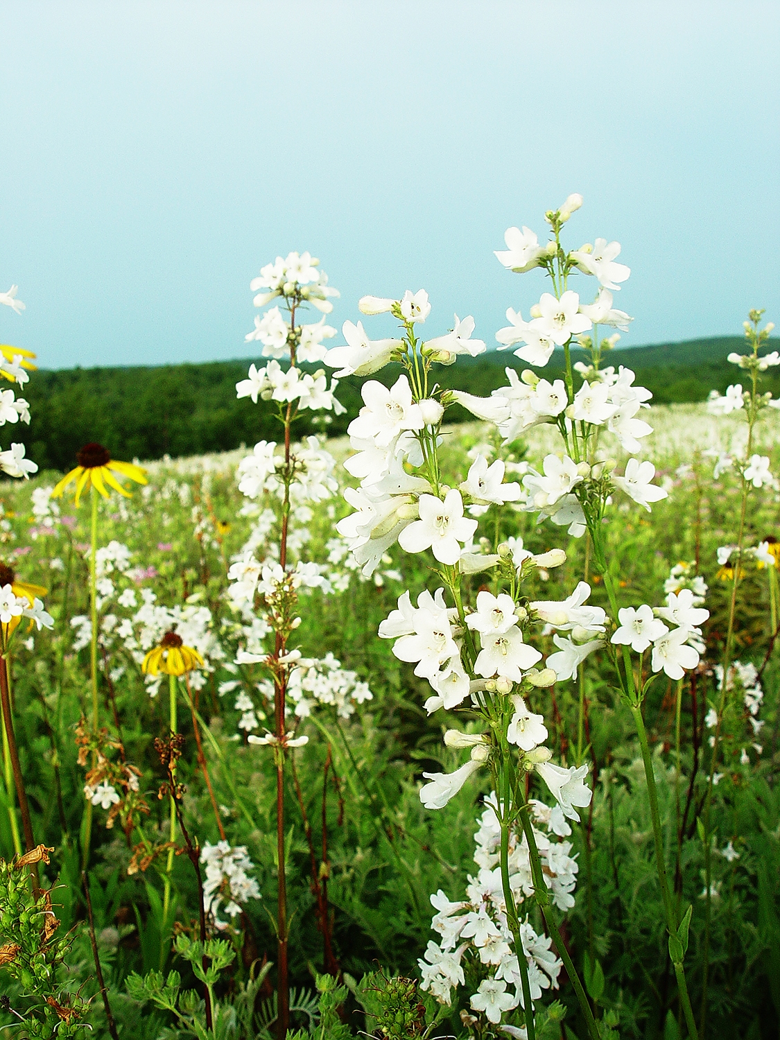 Prairie Beardtongue