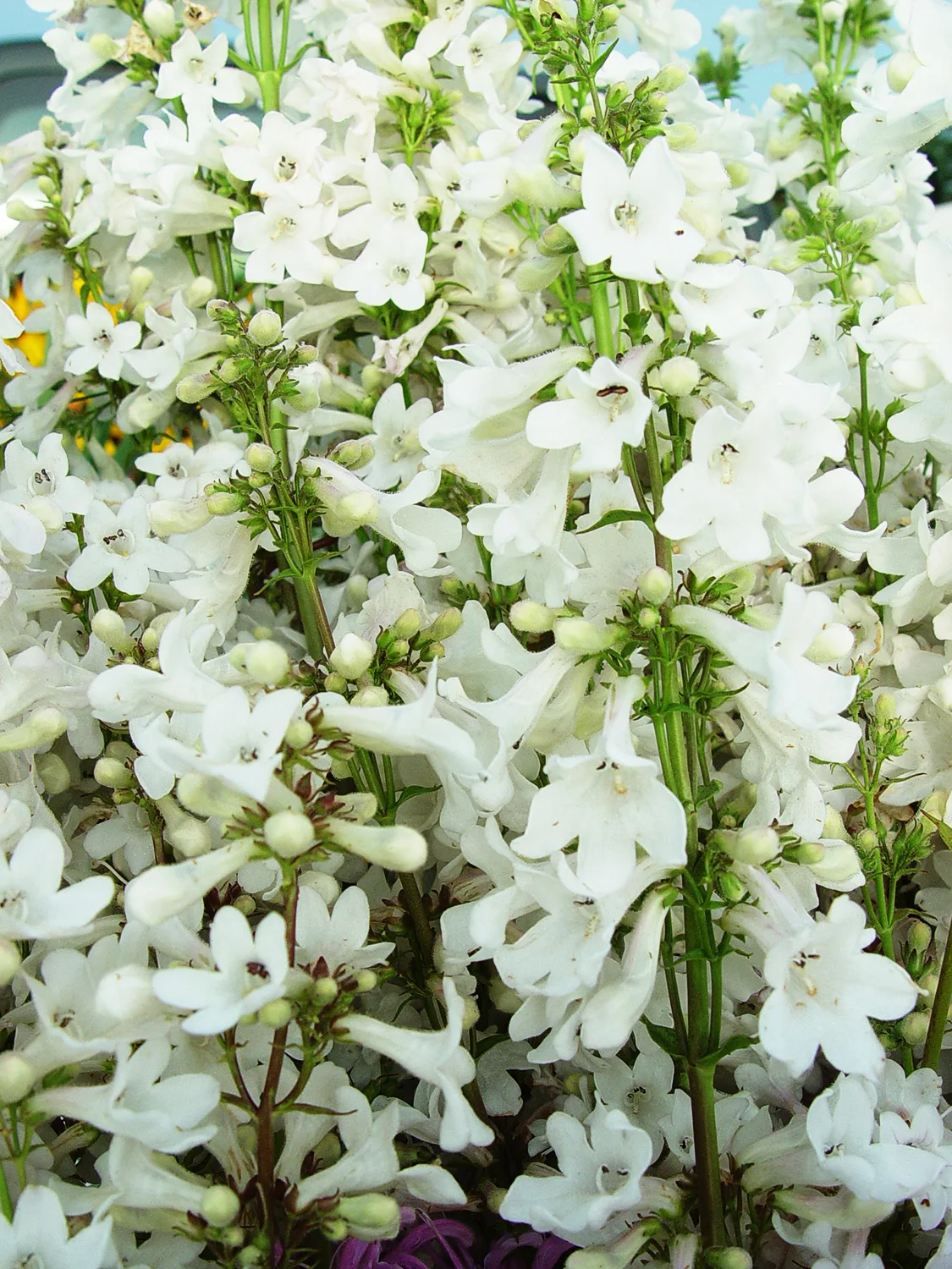 Beardtongue, Prairie - Image 2