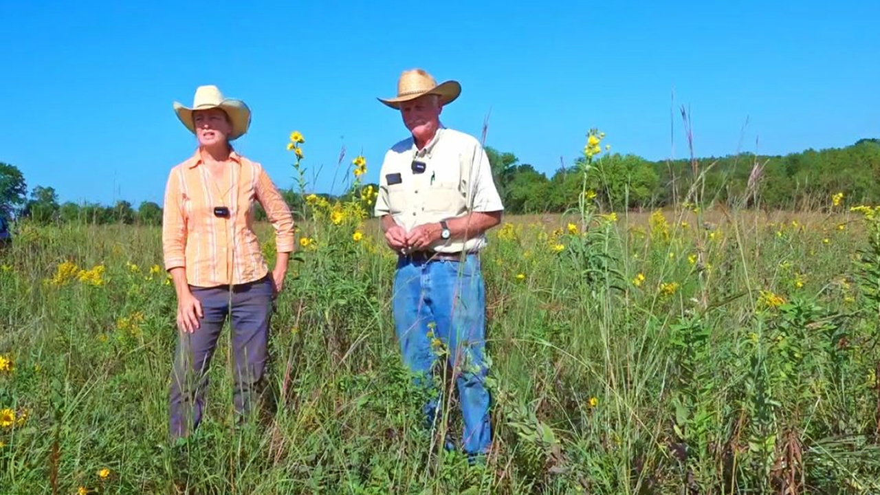 Native Grassland Grazing Strategies Hamilton Native Outpost