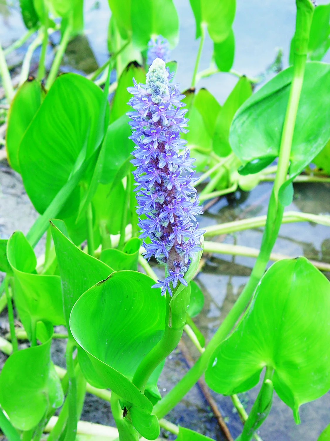 Pickerel Weed