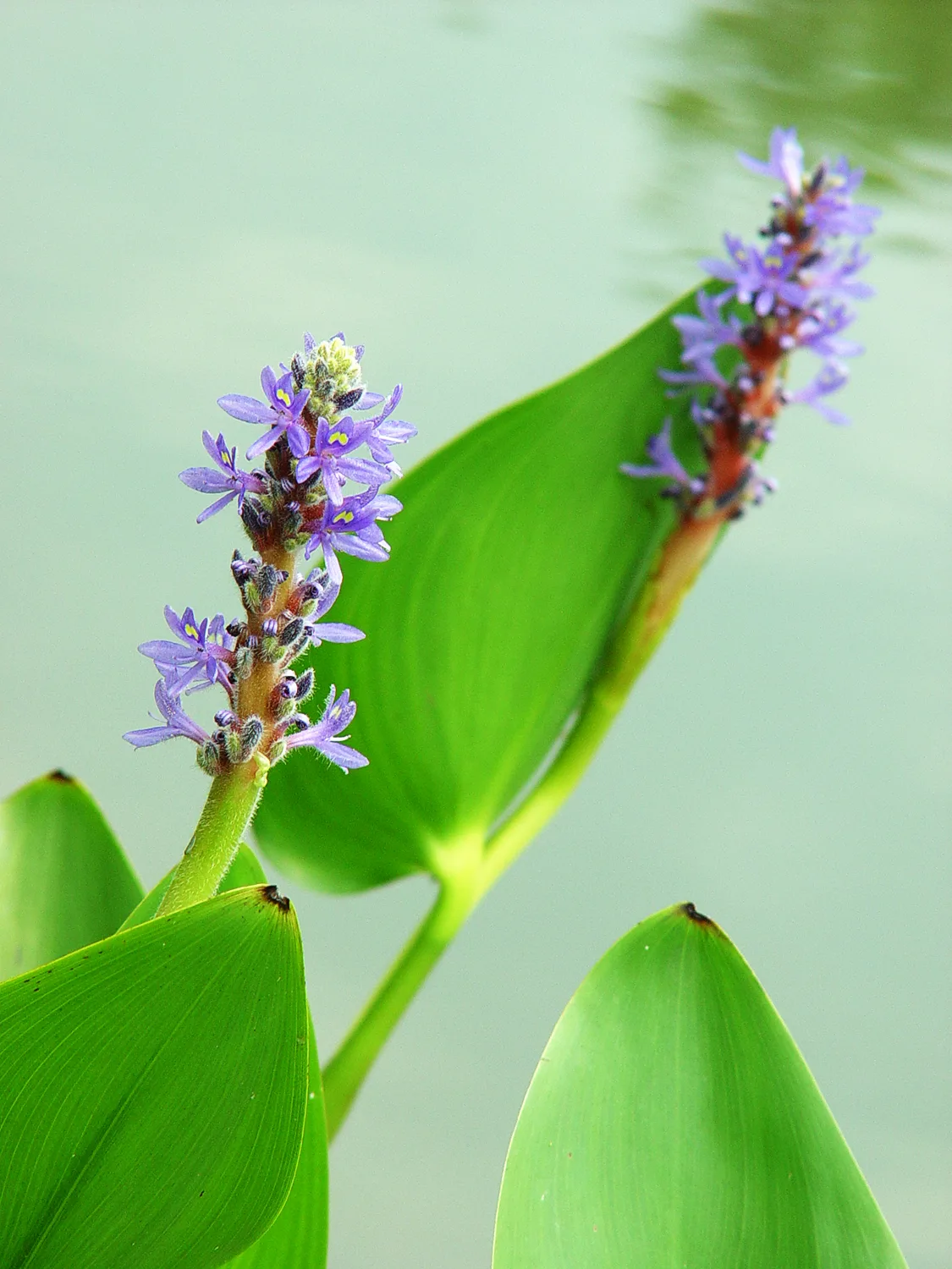 Pickerel Weed - Image 2