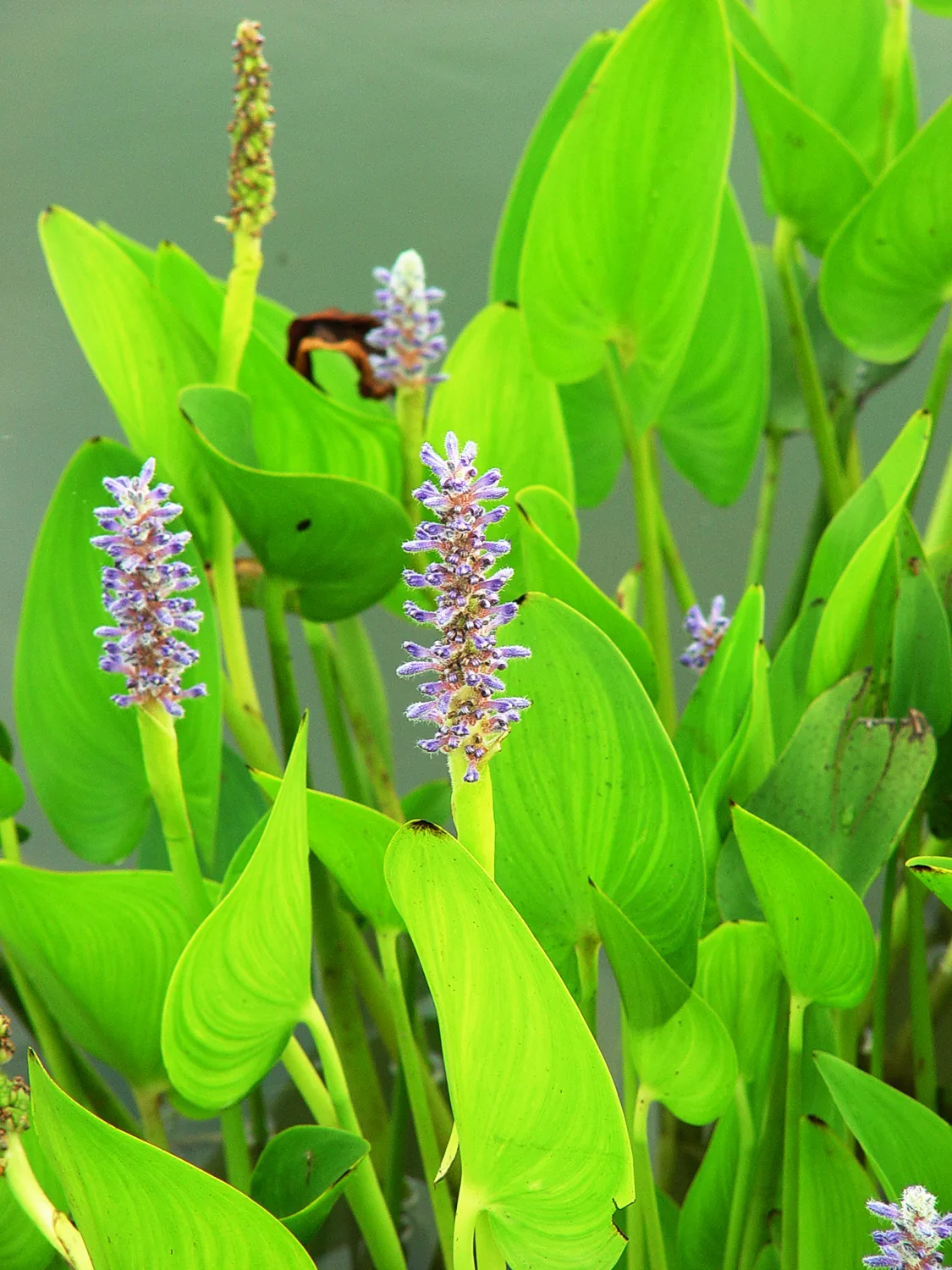 Pickerel Weed - Image 3