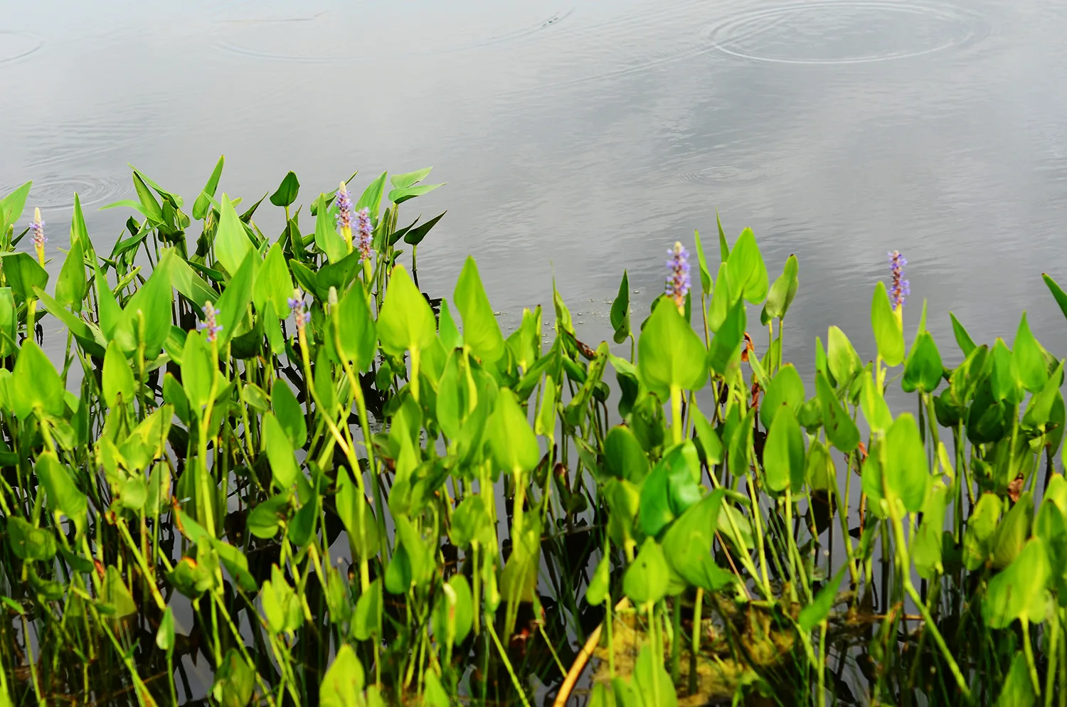Pickerel Weed - Image 4