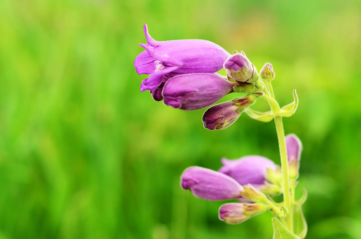 Beardtongue, Purple - Image 4