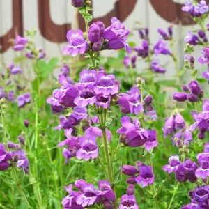Purple Beardtongue