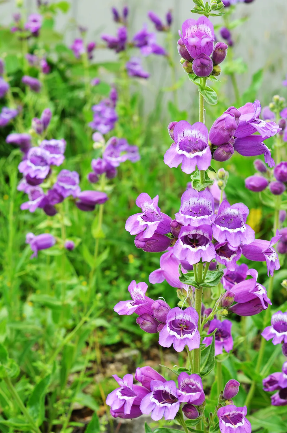 Beardtongue, Purple - Image 2