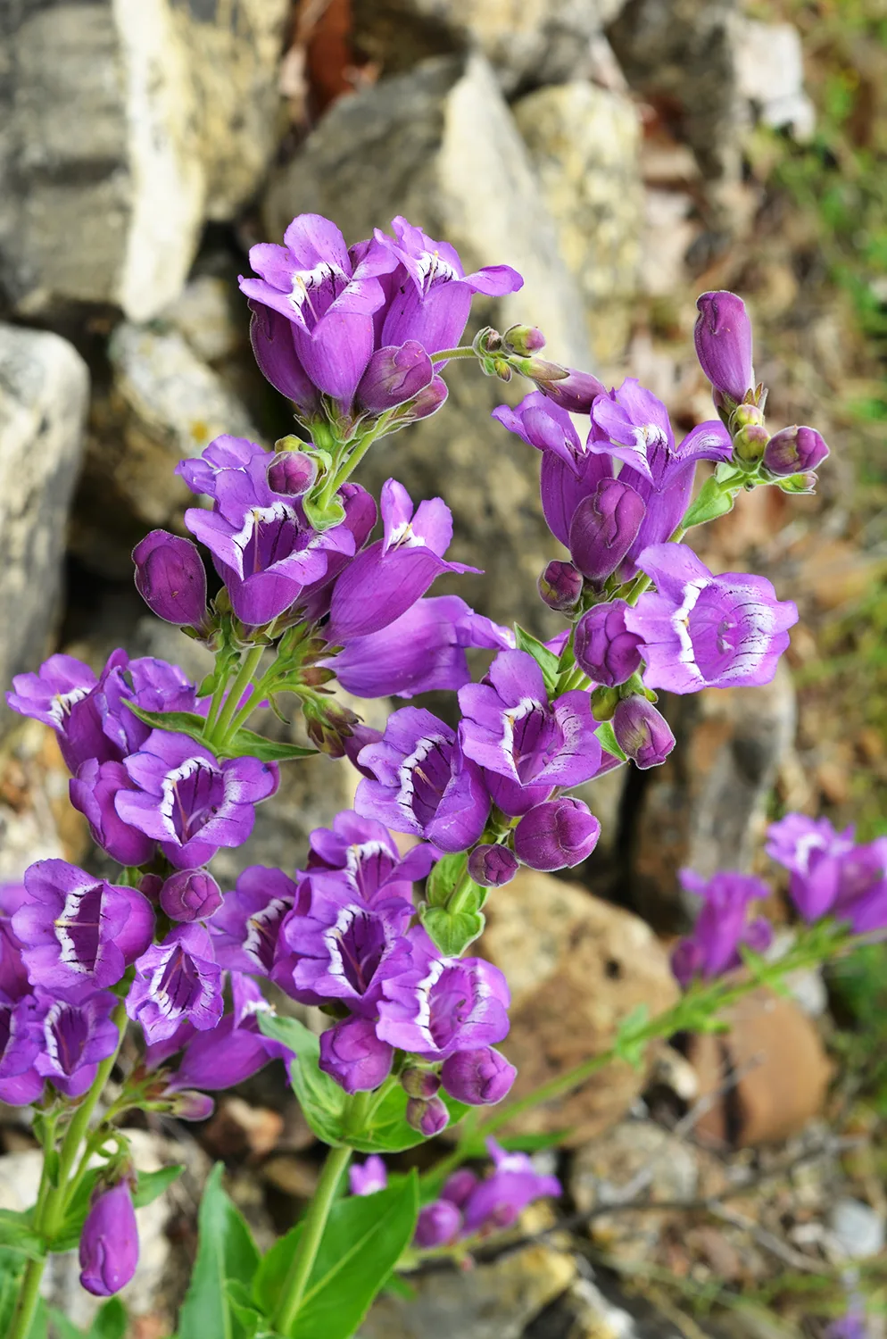 Beardtongue, Purple - Image 3