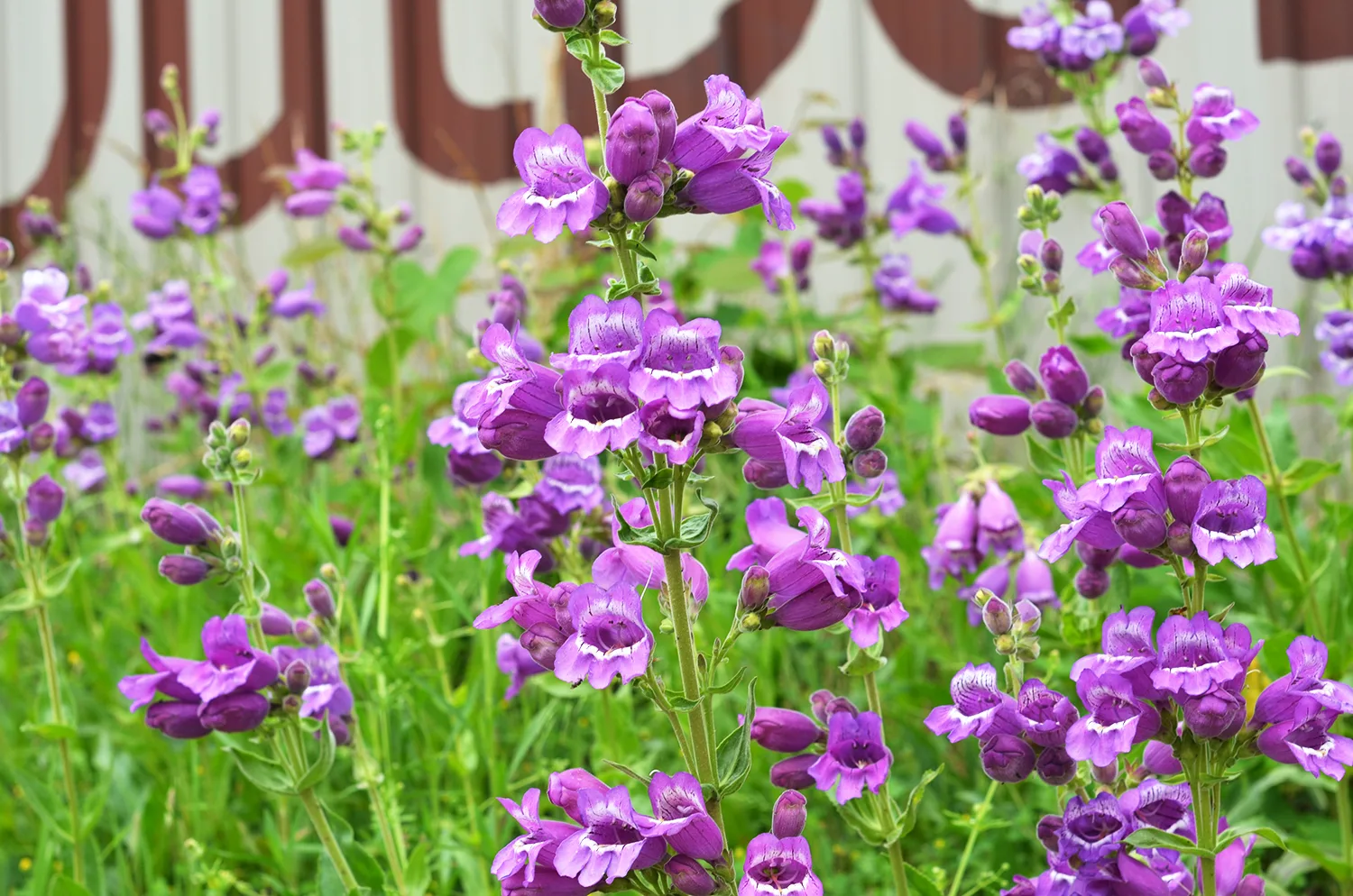 Purple Beardtongue