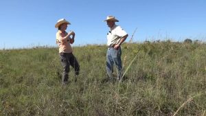 Not All Thistles are Invasive