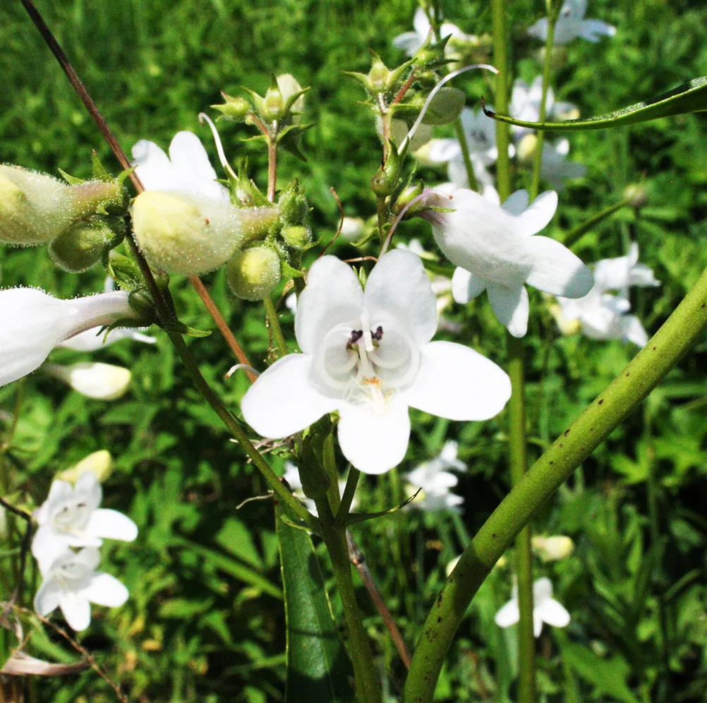 Hummingbird habitat native wildflower seed collection