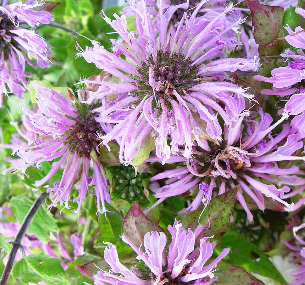 Edible native prairie plants seed collection