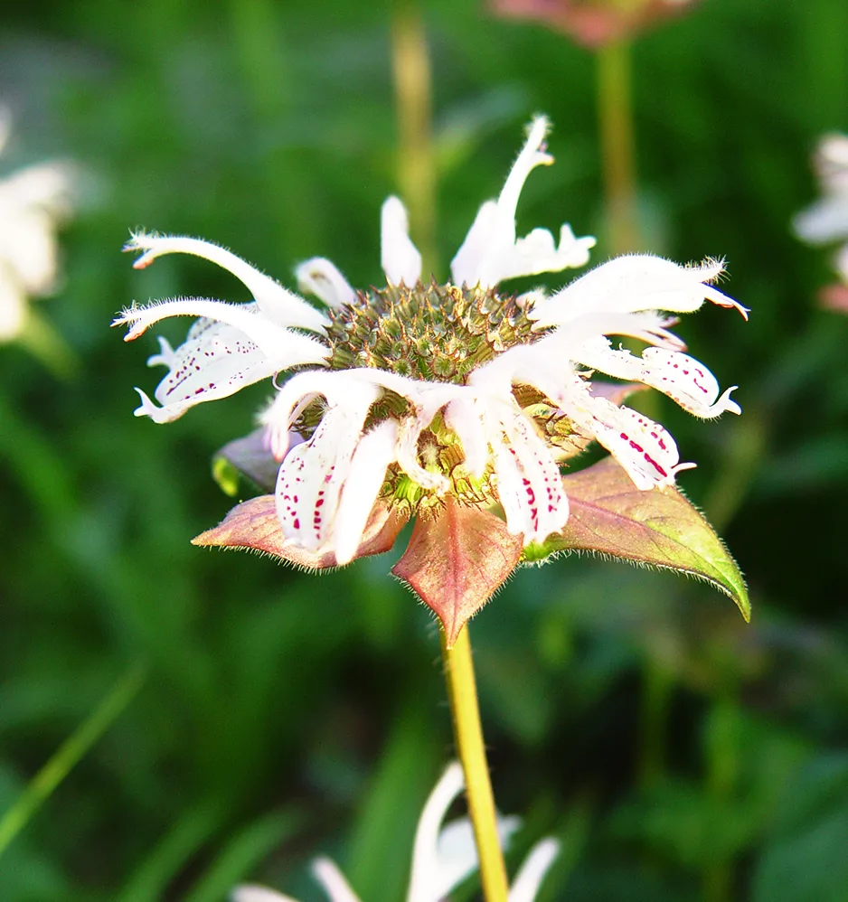 Hummingbird habitat native wildflower seed collection