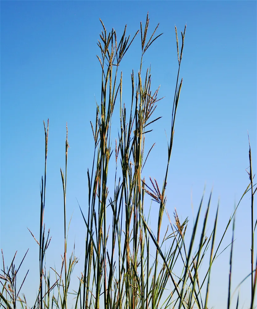 Native grass forage seed collection