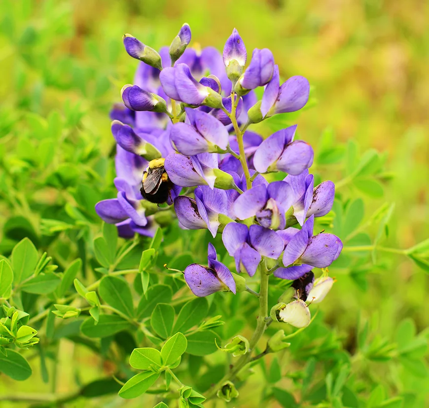 Native wildflower seed collection for honeybees