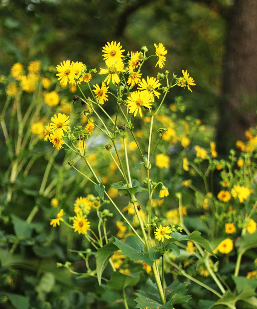 Native grass forage seed collection