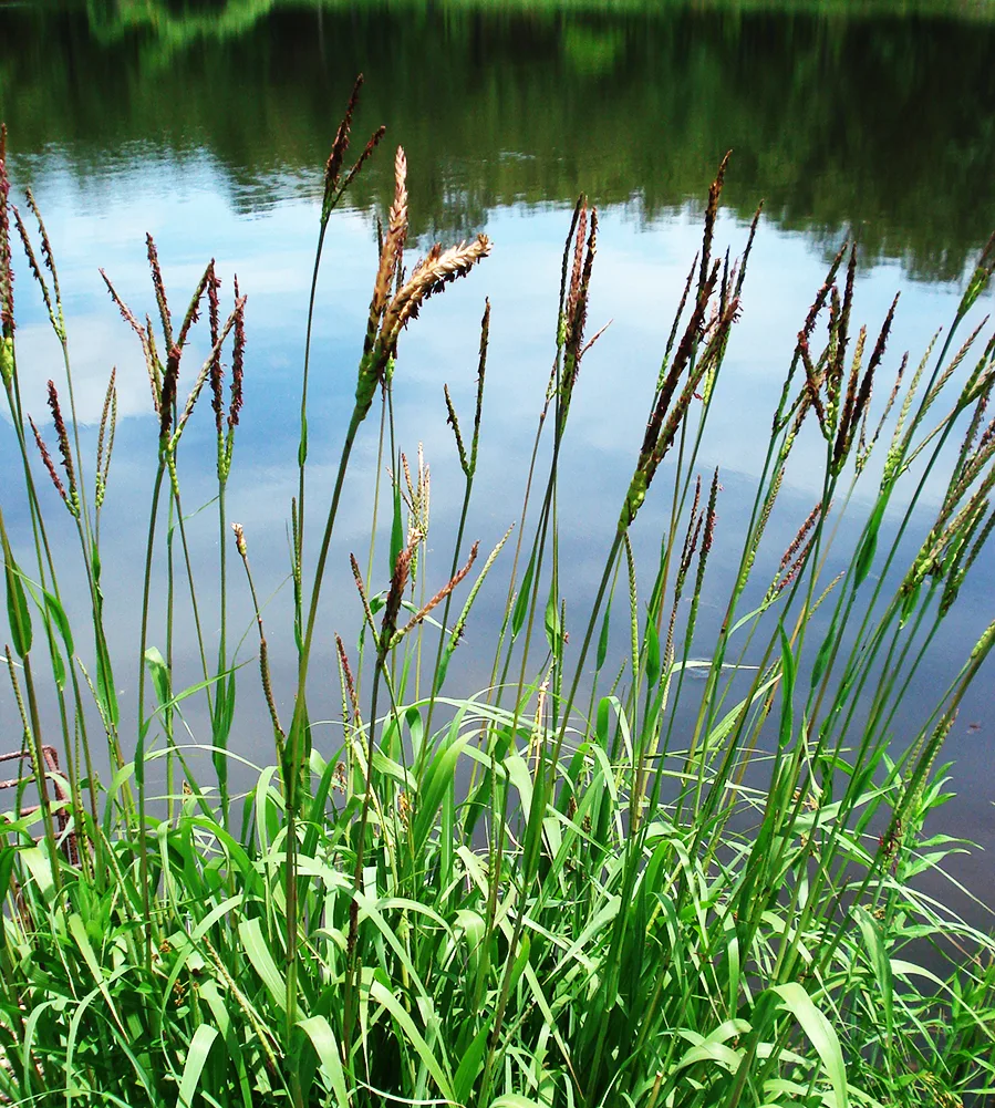Native grass forage seed collection