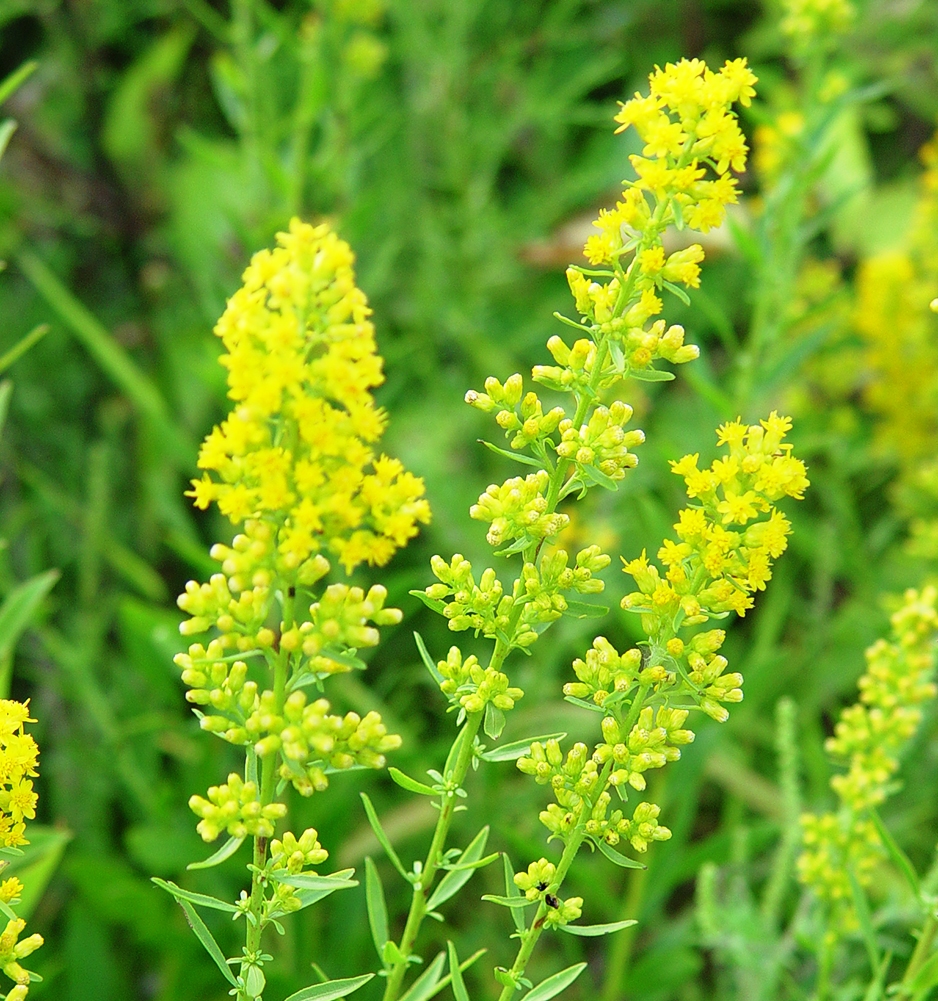Native wildflower seed collection for honeybees