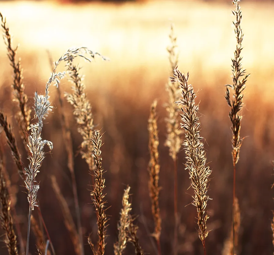 Native grass forage seed collection