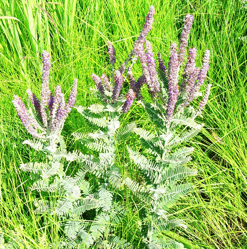 Edible native prairie plants seed collection