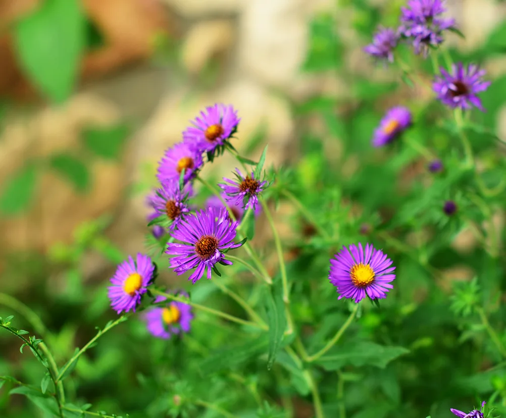 Native wildflower seed collection for honeybees
