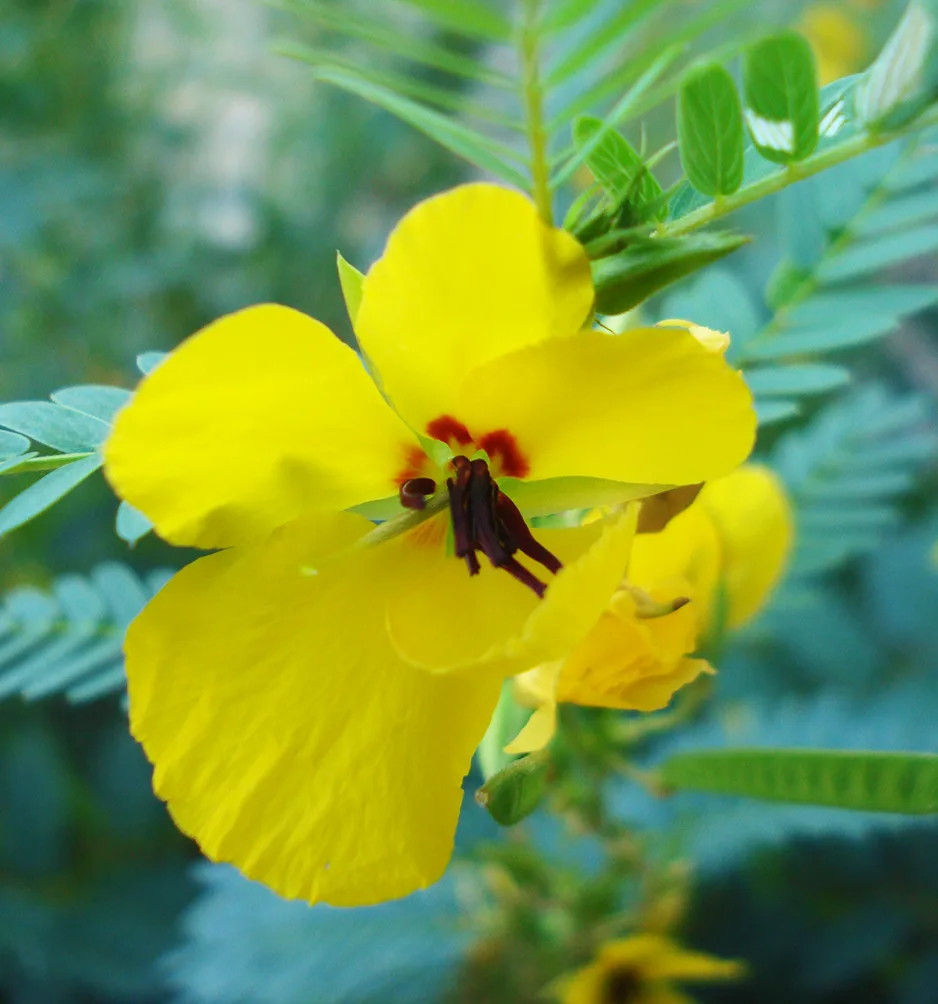 Native wildflower seed collection for honeybees