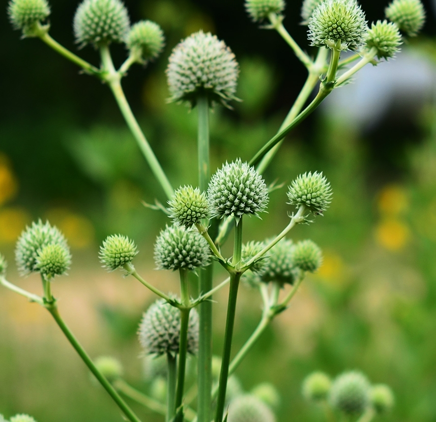 Native wildflower seed collection for honeybees