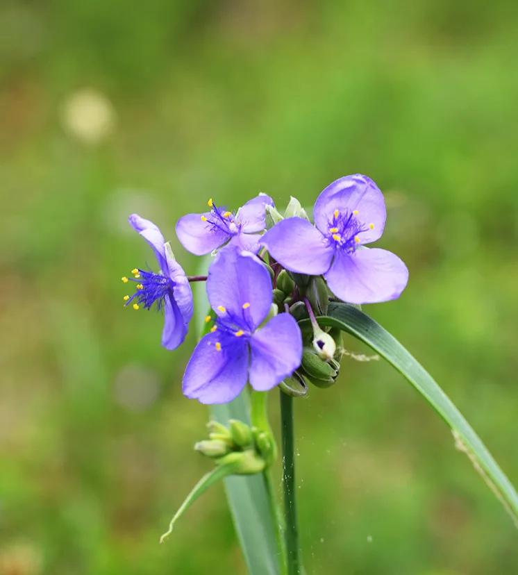 Native wildflower seed collection for honeybees