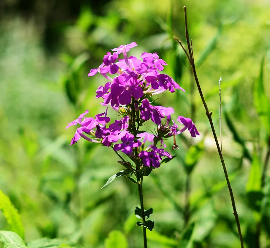 Hummingbird habitat native wildflower seed collection