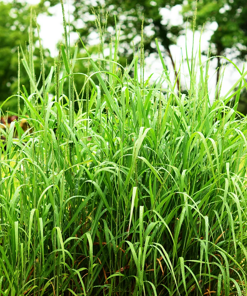 Native grass forage seed collection