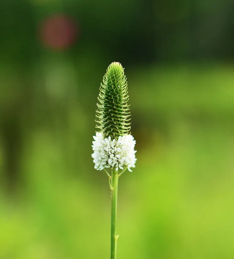 Edible native prairie plants seed collection