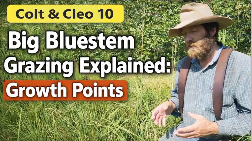Explaining Big Bluestem Grazing