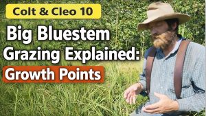 Explaining Big Bluestem Grazing
